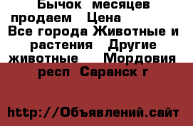 Бычок 6месяцев продаем › Цена ­ 20 000 - Все города Животные и растения » Другие животные   . Мордовия респ.,Саранск г.